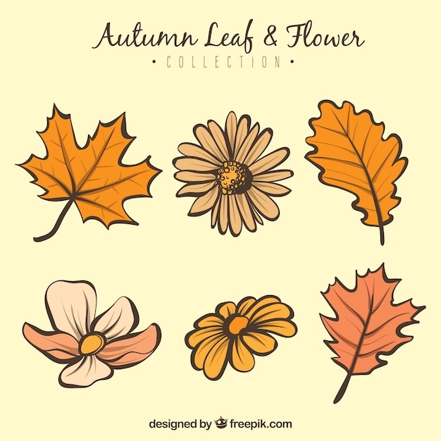 Free Vector autumn leaves and flowers