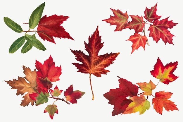 Free vector autumn leaves set botanical illustration, remixed from the artworks by mary vaux walcott