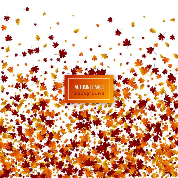 Autumn leaves on white background.