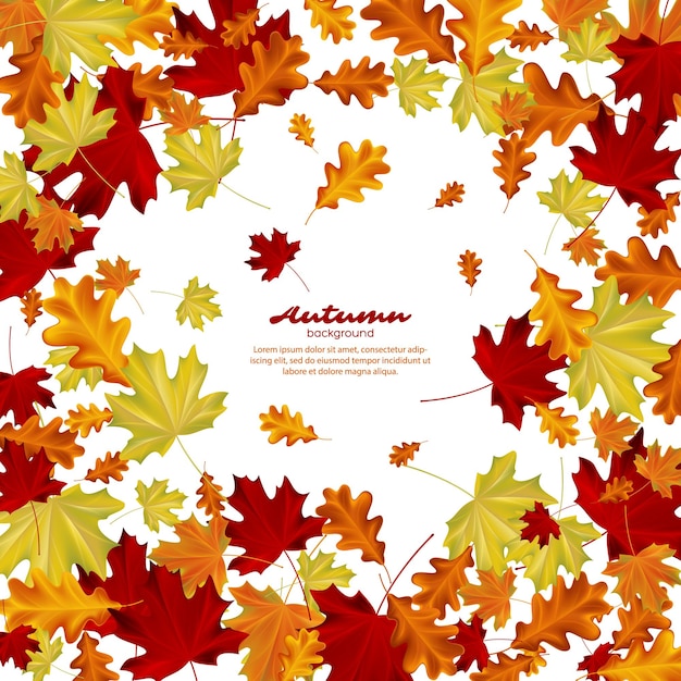 Autumn leaves on white background.