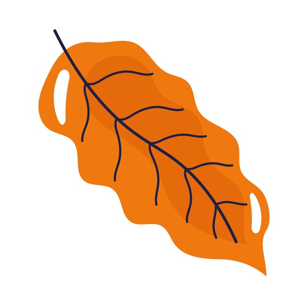 autumn nature leaf foliage