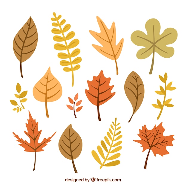 Autumnal leaves collection