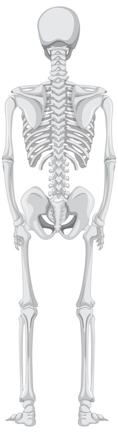 Free vector back view of skeleton isolated on white background