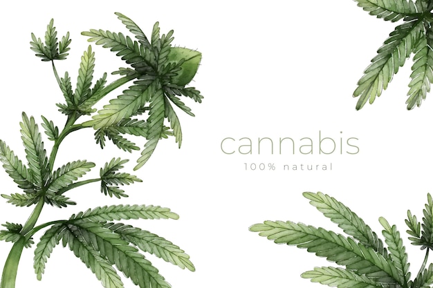 Free Vector background of botanical cannabis leaves