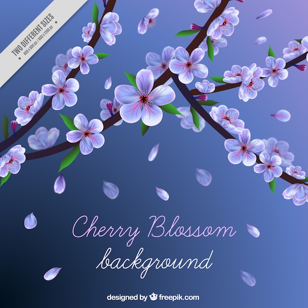 Free Vector background of cherry blossoms and petals