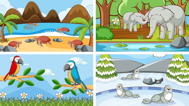 Background scenes of animals in the wild