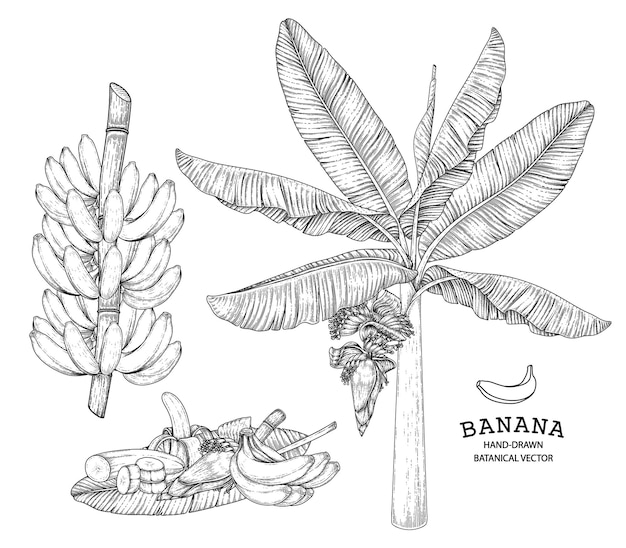 Banana tree fruit and blossom hand drawn retro illustration