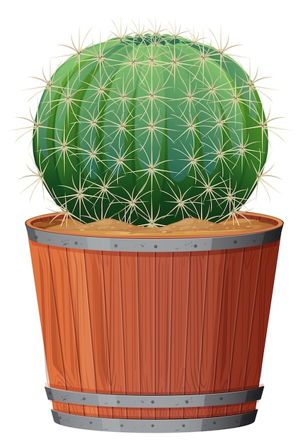 Barrel Cactus in a wooden pot