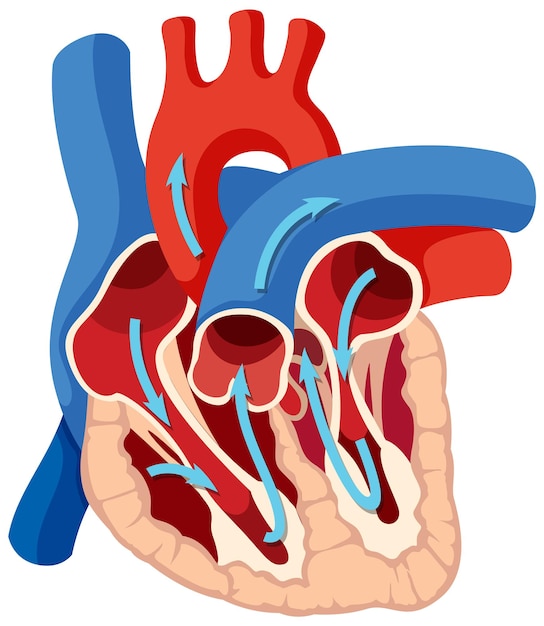 Free Vector basic anatomy of human heart