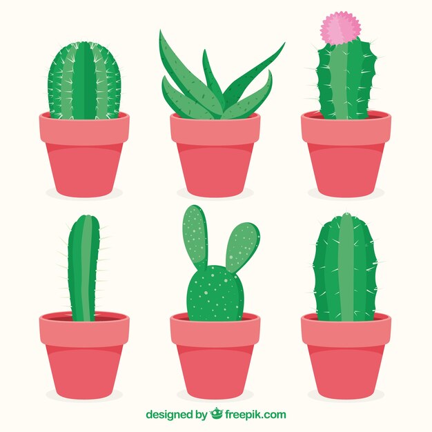 Basic variety of flat cactus