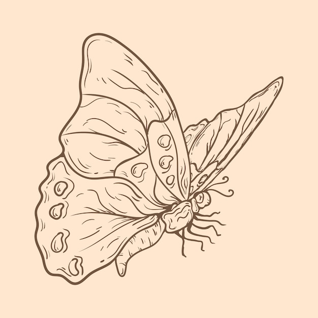 Free vector beautiful butterfly outline illustration