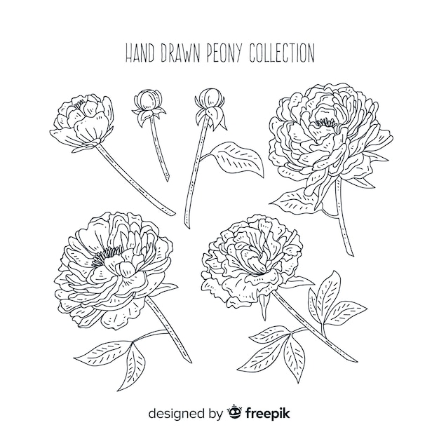 Free Vector beautiful collection of hand drawn peony flowers