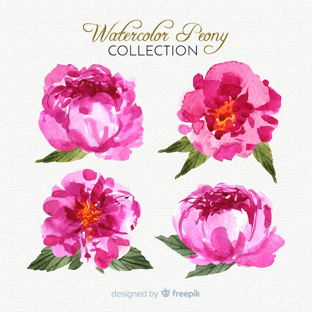 Free vector beautiful collection of peony flowers