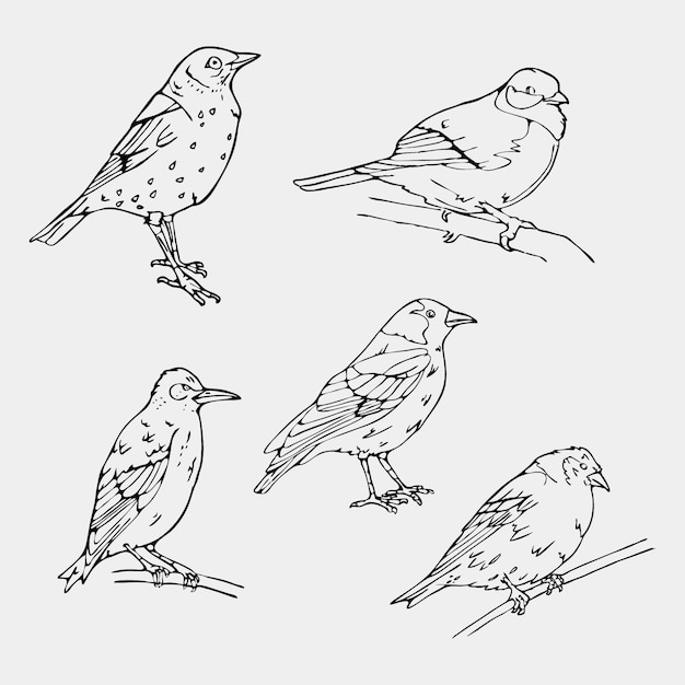 Free vector beautiful hand drawn birds