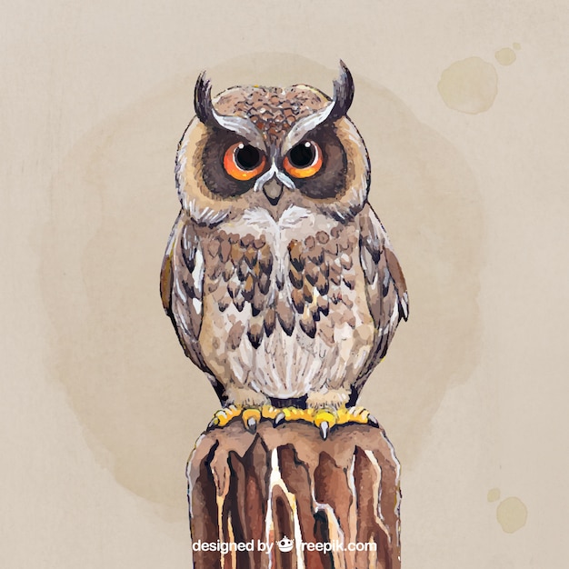 Free Vector beautiful hand drawn owl