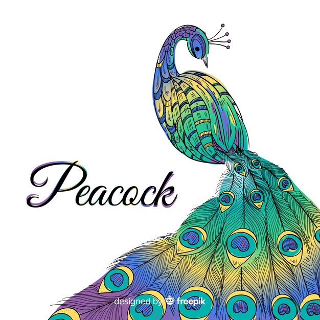 Beautiful hand drawn peacock