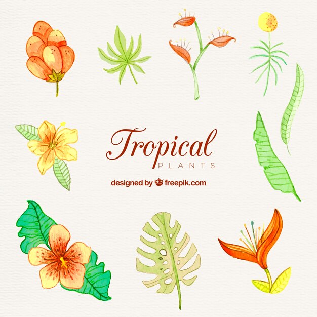 Beautiful hand drawn tropical flower collection