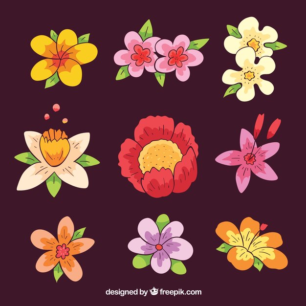 Beautiful hand drawn tropical flower pack