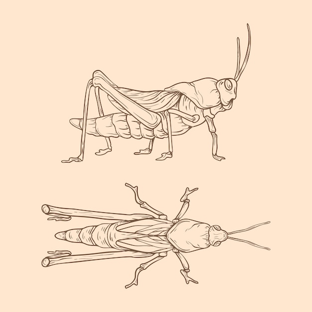 Beautiful insect outline illustration