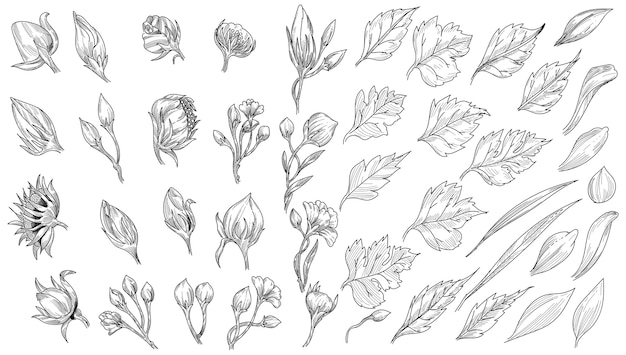 Beautiful leaf sketch set