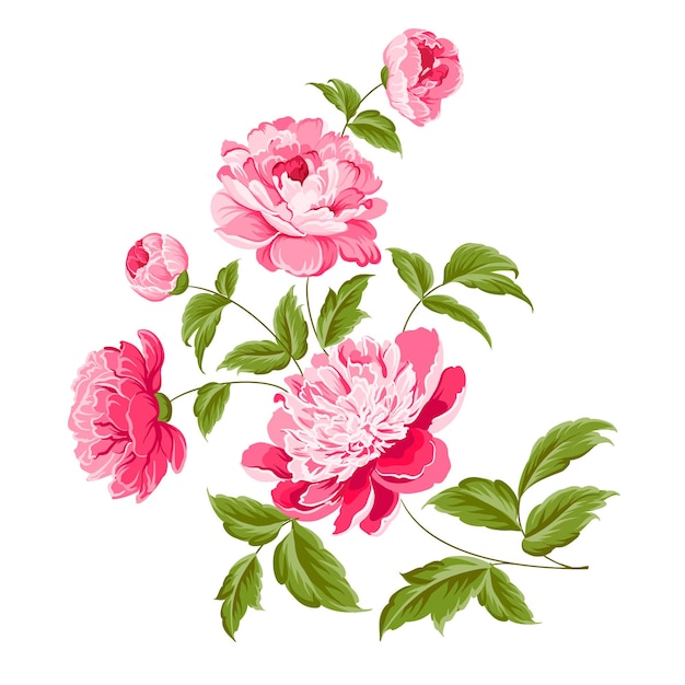 Free Vector beautiful peonies illustration