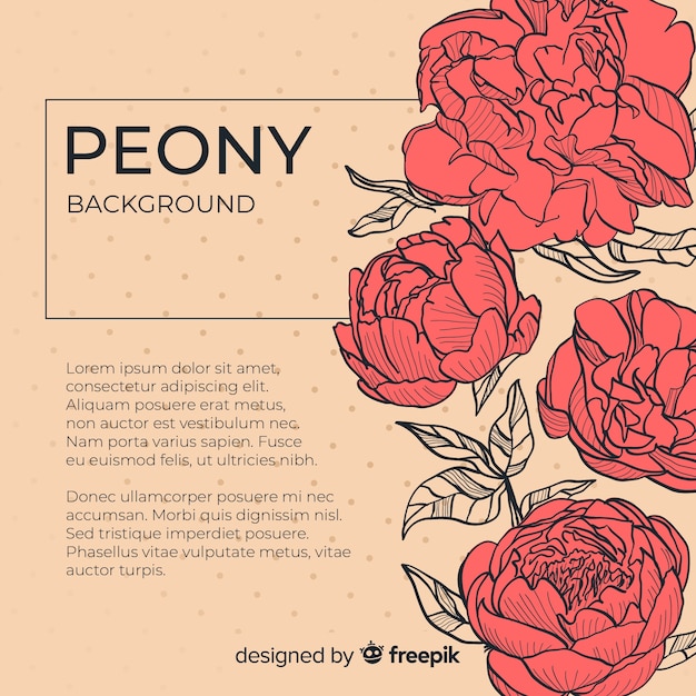 Beautiful peony flower background