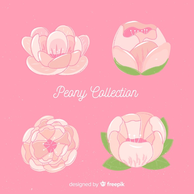 Free Vector beautiful peony flowers collection