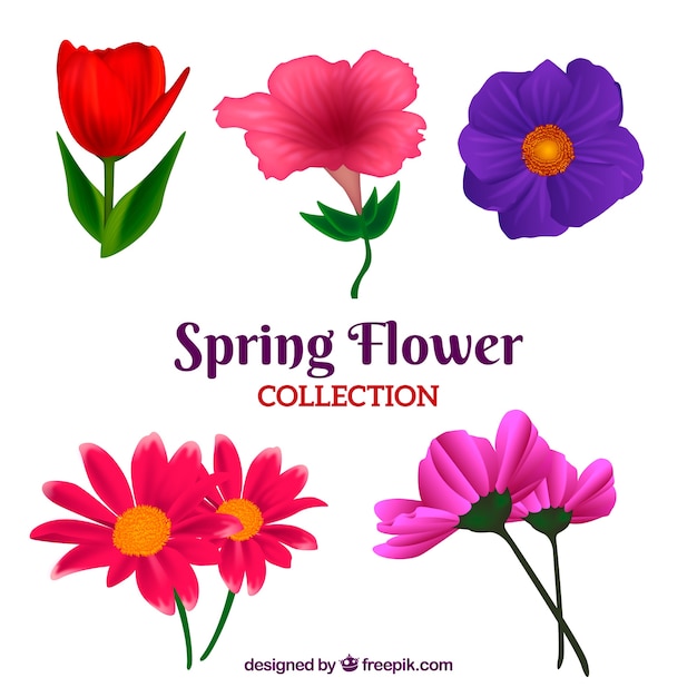 Beautiful realistic spring flower collection