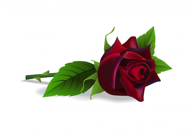 Free Vector beautiful red rose. flower, botany, birthday. romance concept. 