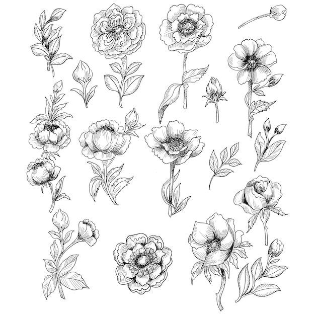 Free Vector beautiful sketch floral set design