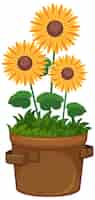 Free vector beautiful sunflowers in pot on white background