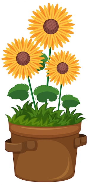 Beautiful sunflowers in pot on white background