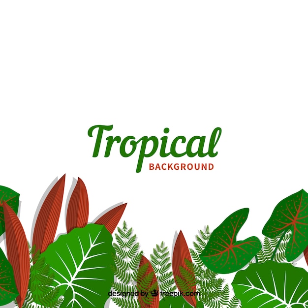 Beautiful tropical background