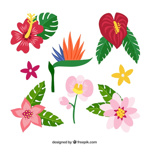 Beautiful tropical flowers set 