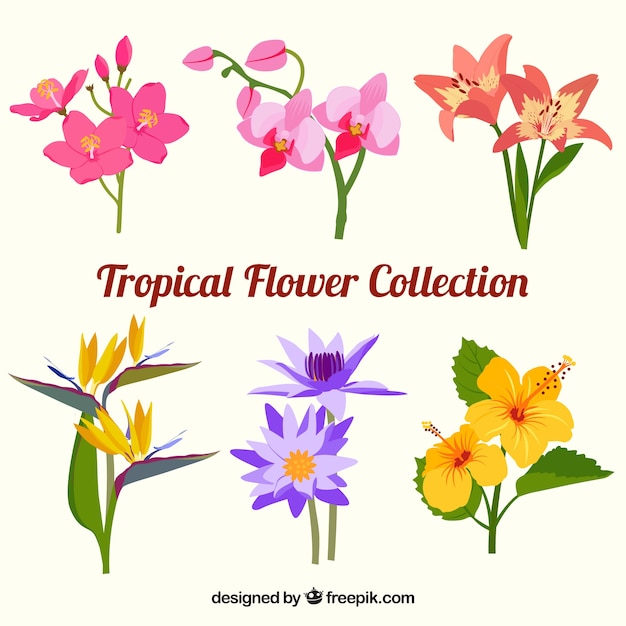 Beautiful tropical flowers set 