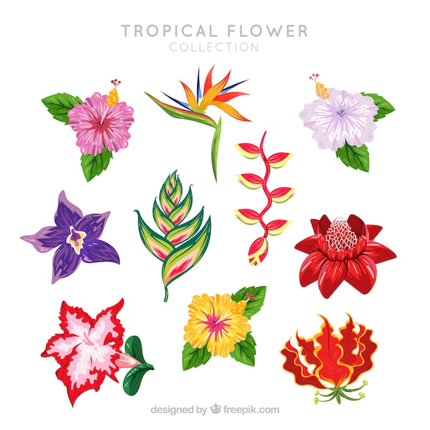 Beautiful tropical flowers set 