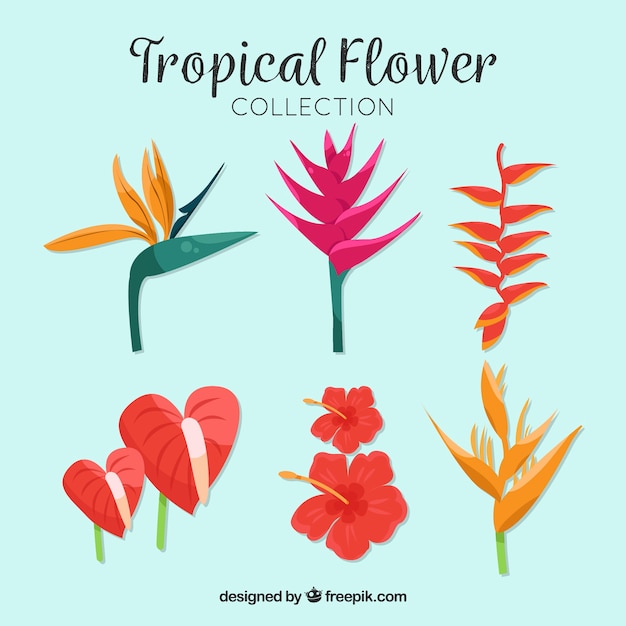 Free Vector beautiful tropical flowers set 