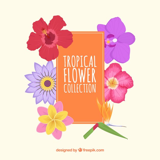 Beautiful tropical flowers set 