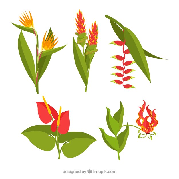 Free Vector beautiful tropical flowers set 