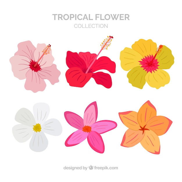 Free Vector beautiful tropical flowers set 