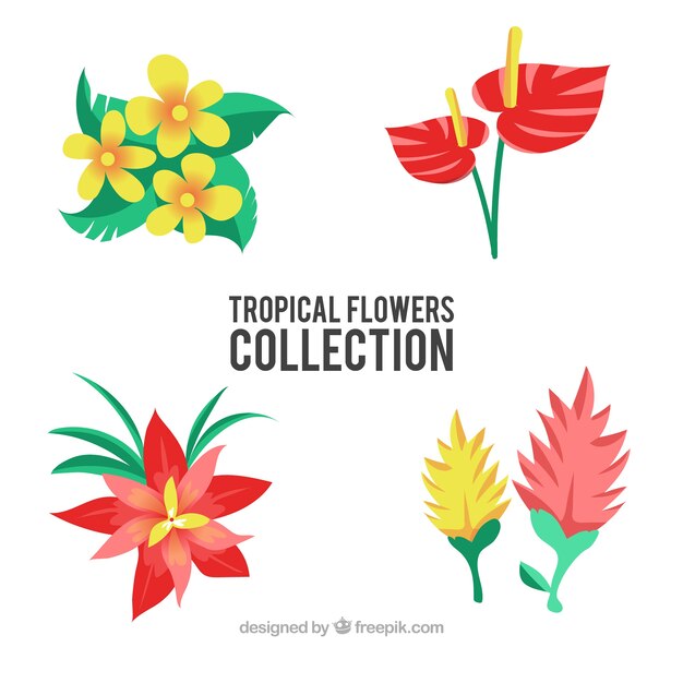 Beautiful tropical flowers set 