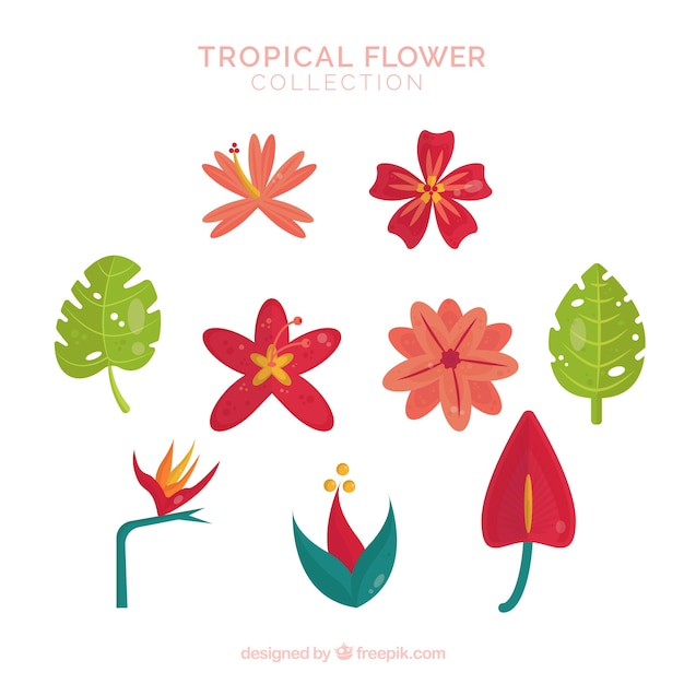 Beautiful tropical flowers set 