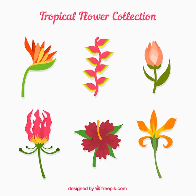 Beautiful tropical flowers set 