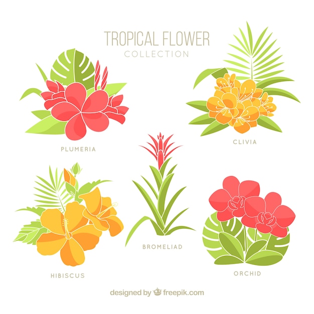 Free Vector beautiful tropical flowers set 