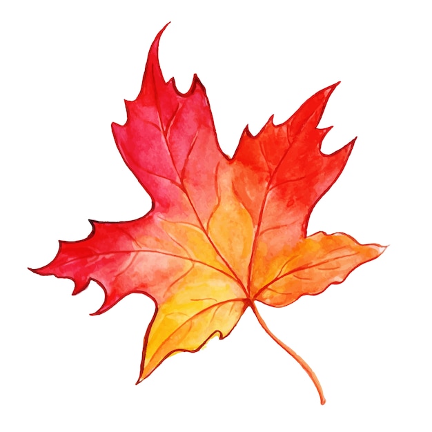 Free Vector beautiful watercolor autumn leaf