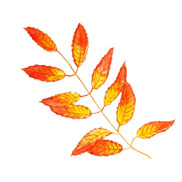 Free Vector beautiful watercolor autumn leaf