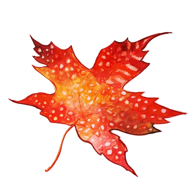 Free Vector beautiful watercolor autumn leaf