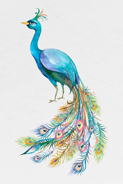 Beautiful watercolor blue peacock