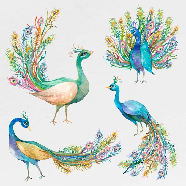 Beautiful watercolor peacock set