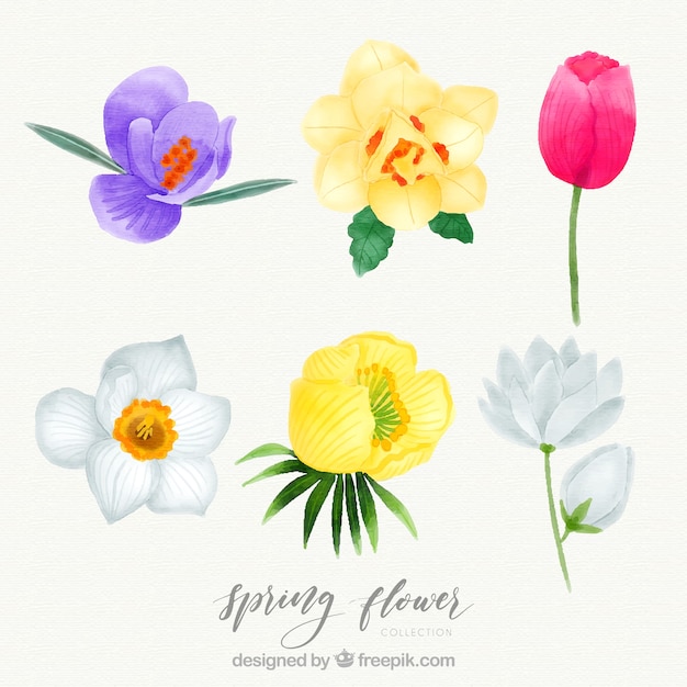 Free Vector beautiful watercolor spring flower set